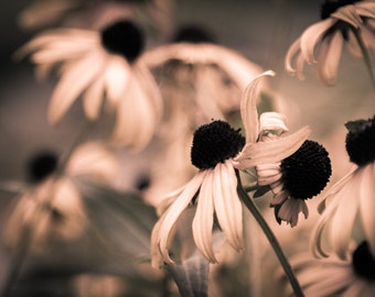Fotografía de Bellas Artes, Susanas de Ojos Negros, Decoración de Flores, Arte de Pared de Flores, Fotografía, Fotografía de Flores, Flores Amarillas, Horario de Verano.