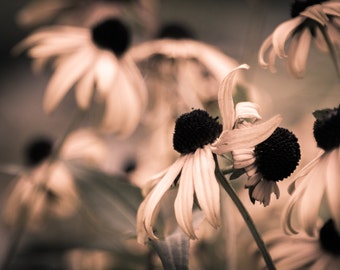 Fine Art Photography, Black-Eyed Susans, Flower Decor, Flower Wall Art, Photograph, Flower Photography, Yellow Flowers, Summer Time.