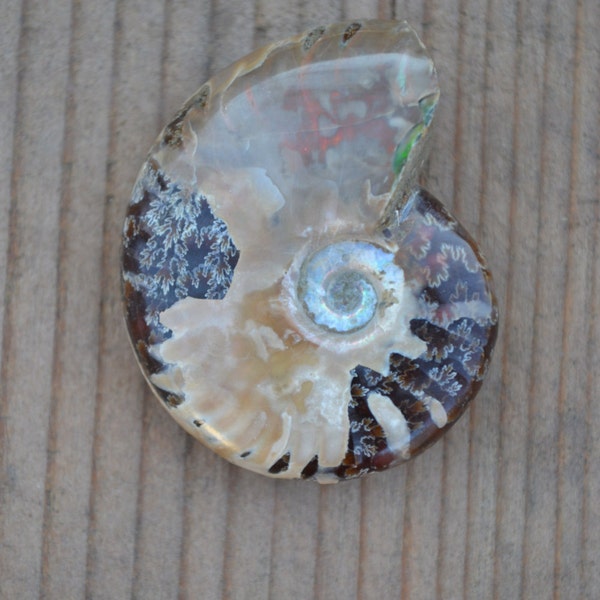 Ammonite Fossil Opalized Shell with Red Flash, Ammolite