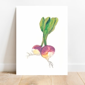Turnip Watercolor Painting, Kitchen art, Vegetable print, Kitchen Decor, Botanical Art, Food Poster, Kitchen Print