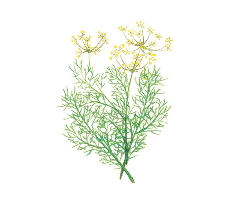 Картинка укроп для детей на прозрачном фоне для детей
