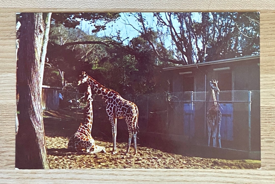 Giraffe San Francisco Zoo Postcard Unposted Natural Color by - Etsy