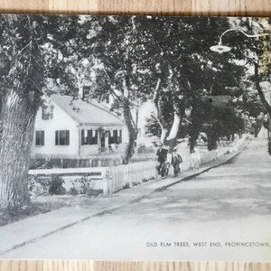 May include: Black and white vintage postcard showing a street lined with old elm trees in Provincetown, Massachusetts. The text on the postcard reads "Old Elm Trees, West End, Provincetown, Mass."