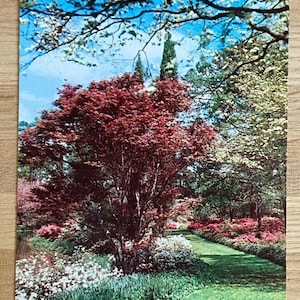 May include: A lush garden path lined with vibrant pink and white flowers. A large red maple tree stands in the center of the path, with a tall evergreen tree in the background.