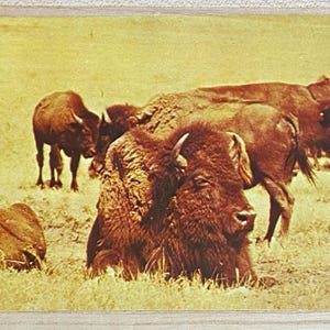 American Buffalo Postcard, So Dakota Early Frontier Days Souvenir Memorabilia Post Card, American Indian and Bison History Collectible
