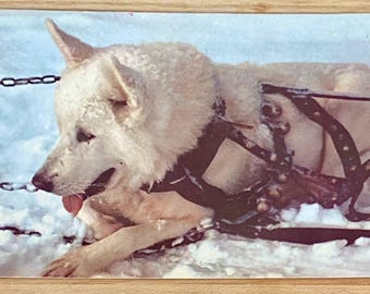 Alaskan Sled Dog Vintage Postcard, Americana Travel Advertising Souvenir Ephemera, Post Card Collectible, Dog Lover Gift