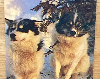 Alaskan Husky Sled Dogs Vintage Postcard, Alaska Travel Souvenir Man's Best Friend Memorabilia Post Card, Unique Gift Home Decor Wall Art