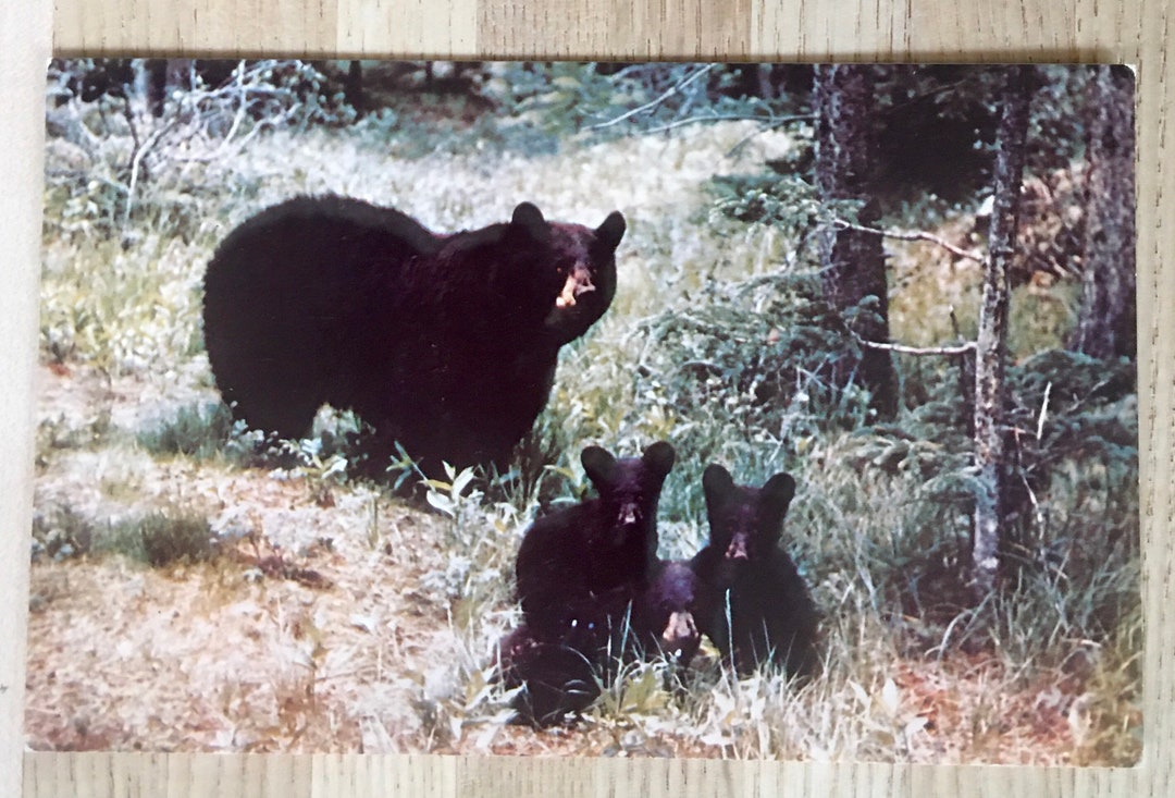 Black Bear & Cubs Colored Vintage Postcard, Wildlife Scenery Unposted ...