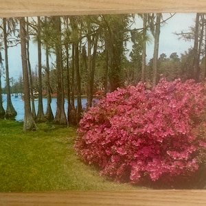 May include: A vintage postcard featuring a scenic landscape. Tall trees line the edge of a blue lake, with a vibrant pink flowering bush in the foreground. The scene is set in a natural environment, with green grass and a clear sky.