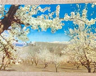 Almond Blossoms in California Collectible Vintage Postcard, Unposted Blossoming Orchards Advertising Souvenir Ephemera, Post Card Collector