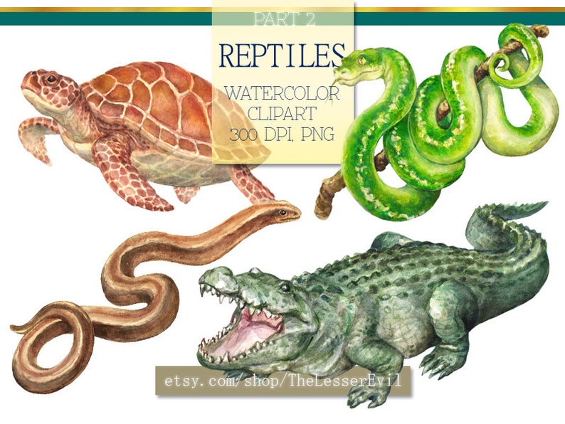 Reptiles Clipart, Digital Watercolor Illustration, Reptile Clip Art, Hand-painted, Realistic Stock, Commercial use image 6