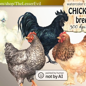 Poulets Clipart, Illustration aquarelle numérique, Poulet Clip Art, Oiseaux de ferme peints à la main, Stock animal réaliste, Utilisation commerciale