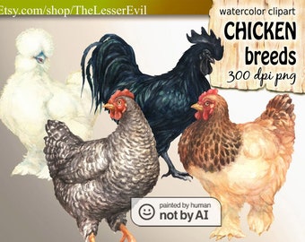 Chickens Clipart, Digital Watercolor Illustration, Chicken Clip Art, Hand-painted Farm birds, Realistic Animal Stock, Commercial use