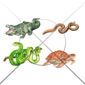 Reptiles Clipart, Digital Watercolor Illustration, Reptile Clip Art, Hand-painted, Realistic Stock, Commercial use image 2