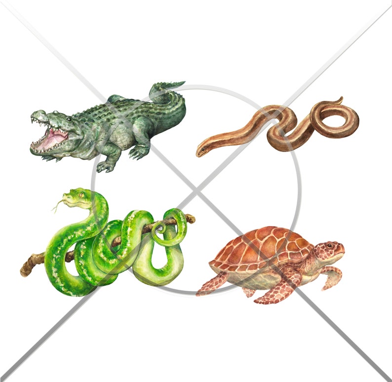 Reptiles Clipart, Digital Watercolor Illustration, Reptile Clip Art, Hand-painted, Realistic Stock, Commercial use image 2