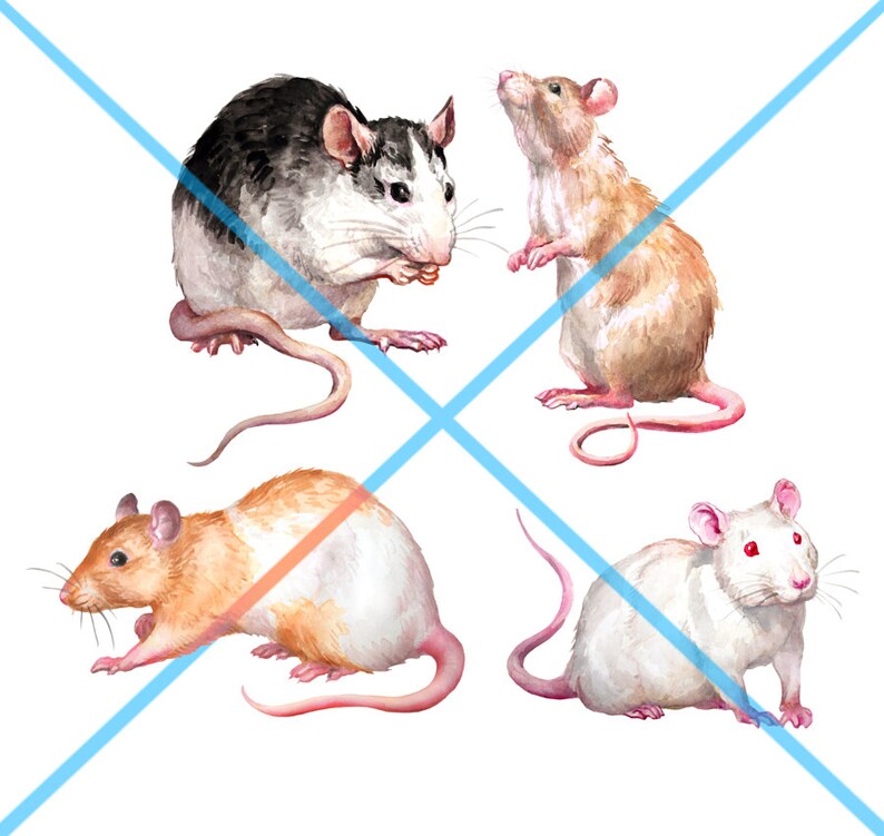 Rats Clipart Digital Watercolor Illustration Rat Clip Art | Etsy