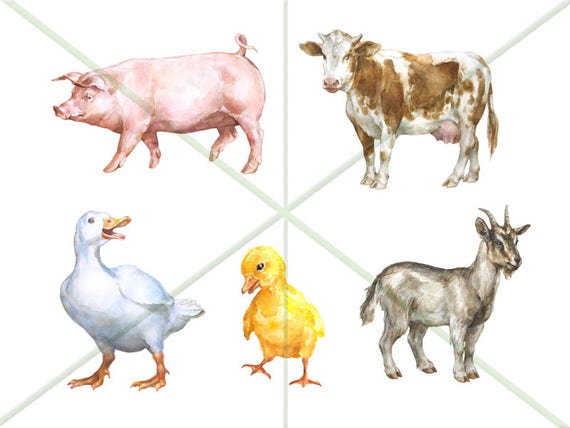 Different Types Of Domestic Animals