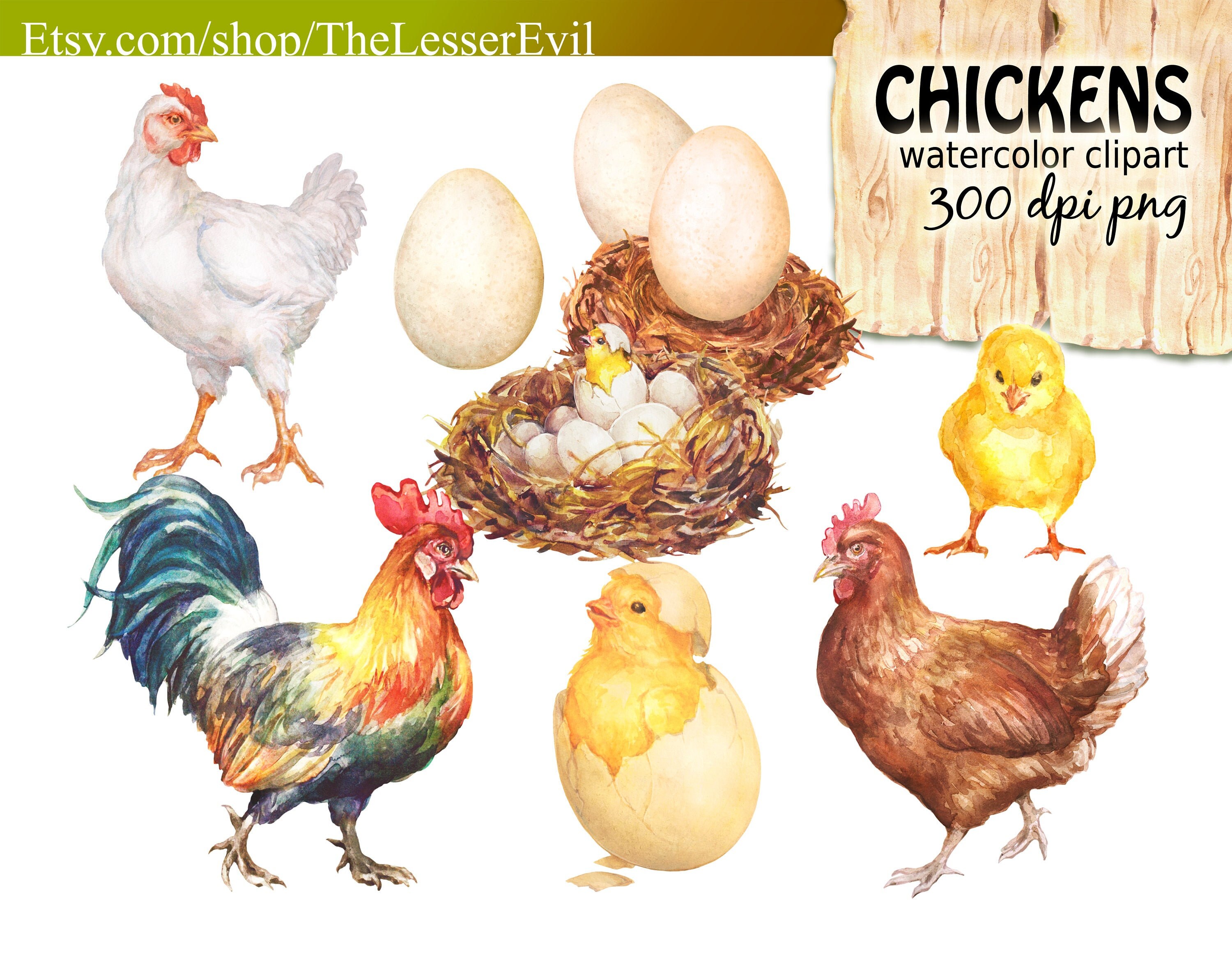 Chickens Clipart Digital Watercolor Illustration Chicken - Etsy Denmark Chickens Clipart Digital Watercolor Illustration Chicken - Etsy Denmark