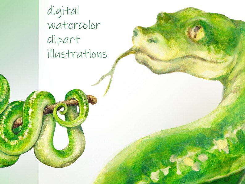 Reptiles Clipart, Digital Watercolor Illustration, Reptile Clip Art, Hand-painted, Realistic Stock, Commercial use image 3