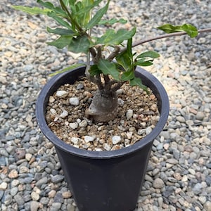 Fockea crispa – Seed Grown Caudiciform | Rare Succulent with Thick Caudex | California Grown