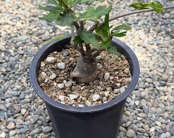 Fockea crispa – Seed Grown Caudiciform | Rare Succulent with Thick Caudex | California Grown