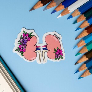 Pegatina de anatomía de los riñones con motivos florales