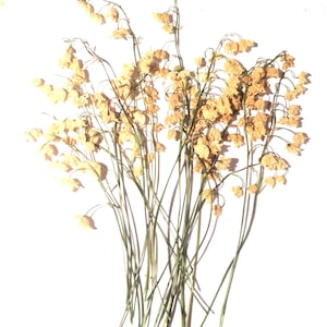 Pressed Lily-of-the-Valley, Dried Pressed Flowers image 1