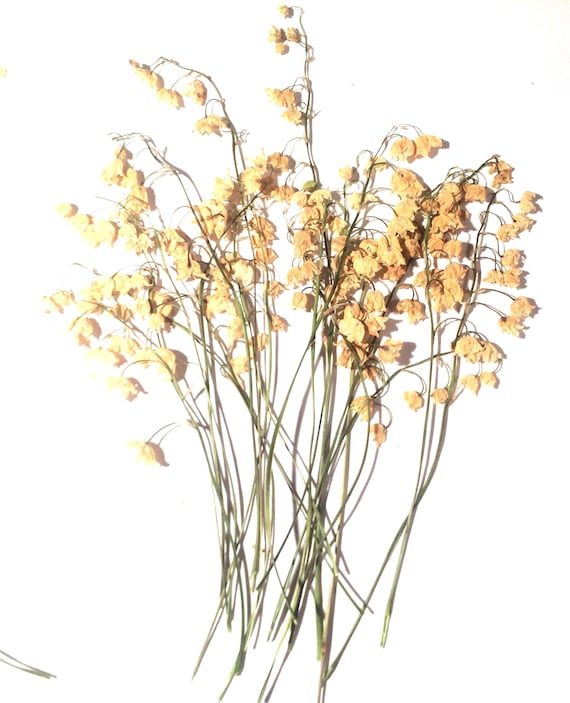 Pressed Lily-of-the-Valley, Dried Pressed Flowers