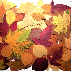 100 geperste herfstbladeren, echt gedroogd herfstblad