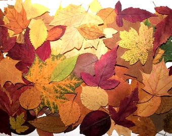100 hojas de otoño prensadas, follaje otoñal seco real