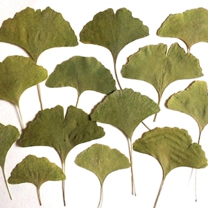 Pressed Green Ginkgo Leaves, Dried Pressed Leafs