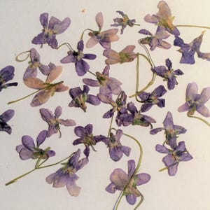 20 pressed violets, dried pressed flowers, pressed botanicals