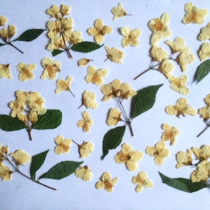 White pressed flowers, dried pressed flowers, flowers for crafts