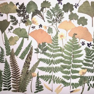 Real Dried Pressed Fern, Gingko Leaf, Buttercup Flowers