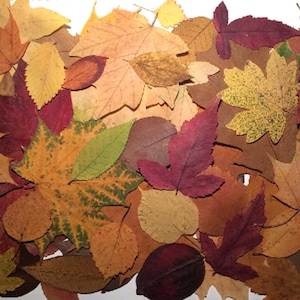 本物の紅葉100枚、乾燥した押し葉、押し葉