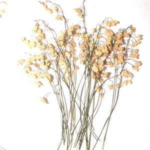 Pressed Lily-of-the-Valley, Dried Pressed Flowers image 4