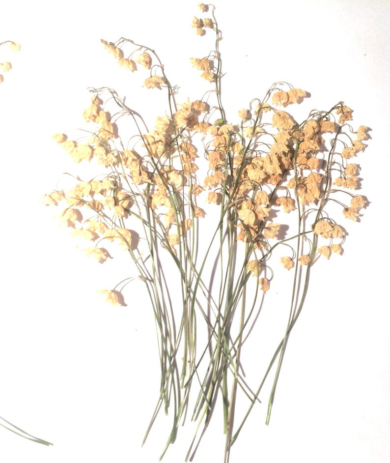 Pressed Lily-of-the-Valley, Dried Pressed Flowers image 4