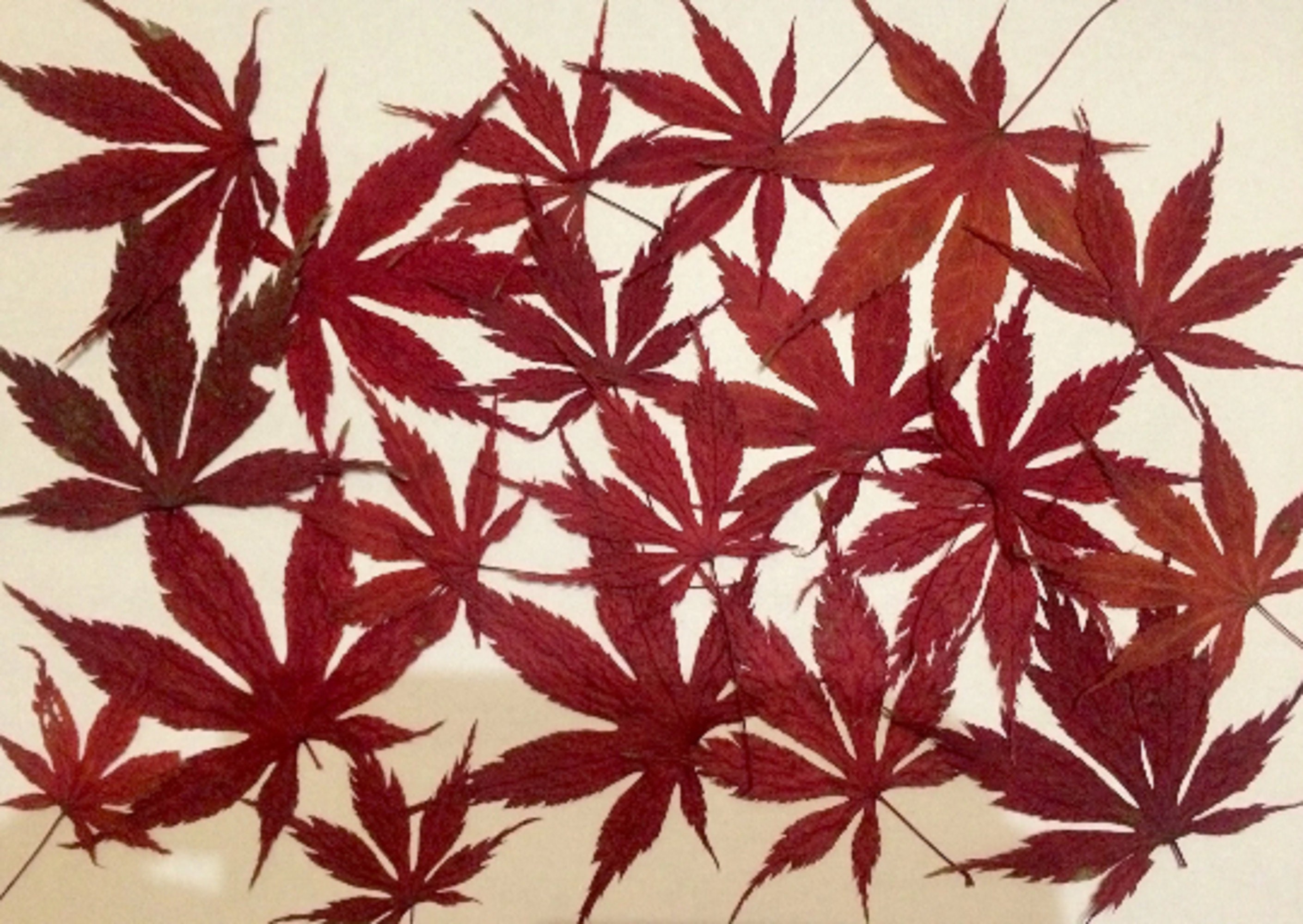 Red Autumn Leafs Red Maple Leafs Real Fall Leafs Etsy Canada