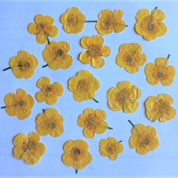 Yellow Pressed Flowers, Real Pressed Flowers, Pressed Buttercup Flowers