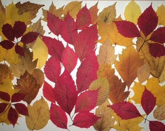 Real Autumn Leafs, Dried Pressed Leaves, Pressed Autumn Leafs