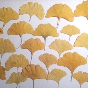 Könnte beinhalten: Eine Anordnung von gelben Ginkgoblättern auf weißem Grund. Die fächerförmigen Blätter zeigen deutliche Adern und variieren in ihren Gelbtönen. Die Komposition deutet auf ein natürliches, botanisches Thema hin.