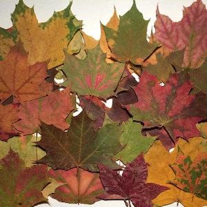 May include: A collection of dried maple leaves in various autumn colors including shades of yellow, orange, deep red, brown, and green. The leaves are arranged in an overlapping pattern, displaying distinct veining and pointed lobes throughout.