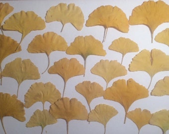 25 pressed Ginkgo leafs, Yellow ginkgo leafs, Dried pressed leafs