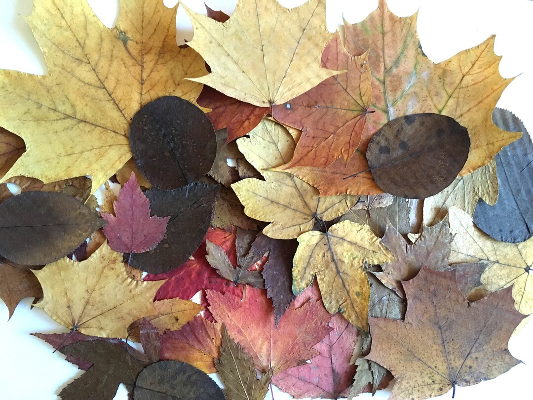 100 Pressed Fall Leaves, Assorted Autumn Foliage, Natural Dried Plants ...