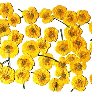 Dried Pressed Yellow Buttercups Flowers, 20 Real Wild Flowers