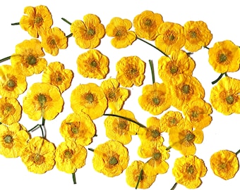 Dried Pressed Yellow Buttercups Flowers, 20 Real Wild Flowers