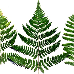 Felce grande pressata, grandi foglie di felce, felce pressata essiccata