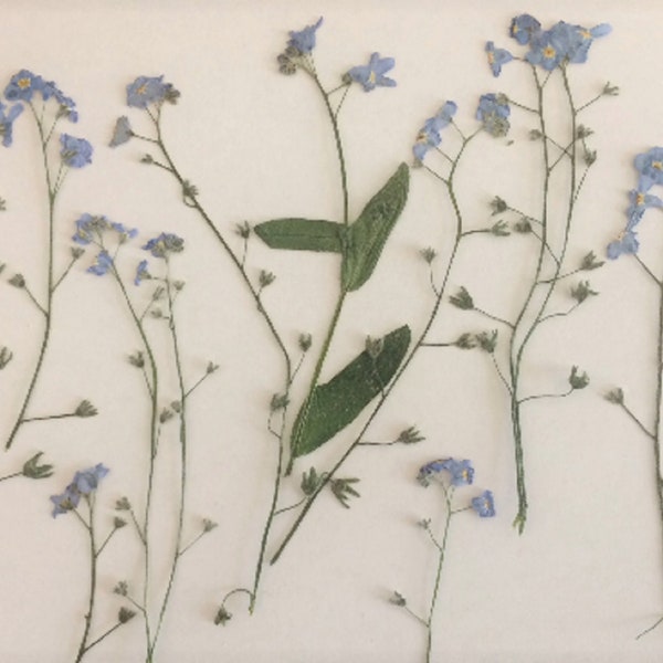 Pressed Forget-me-not, Dried Pressed Flowers, Dried Pressed Plants