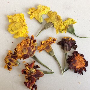 12 pressed marigolds, dried pressed flowers, Pressed botanicals