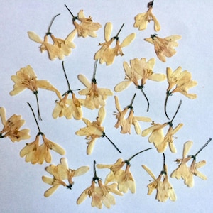 Real Pressed Flowers, Dried Pressed Flowers, Pressed Honeysuckle